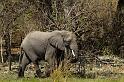 100 Okavango Delta, olifant